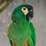 Trasladan un loro maracaná lomo rojo a Misiones